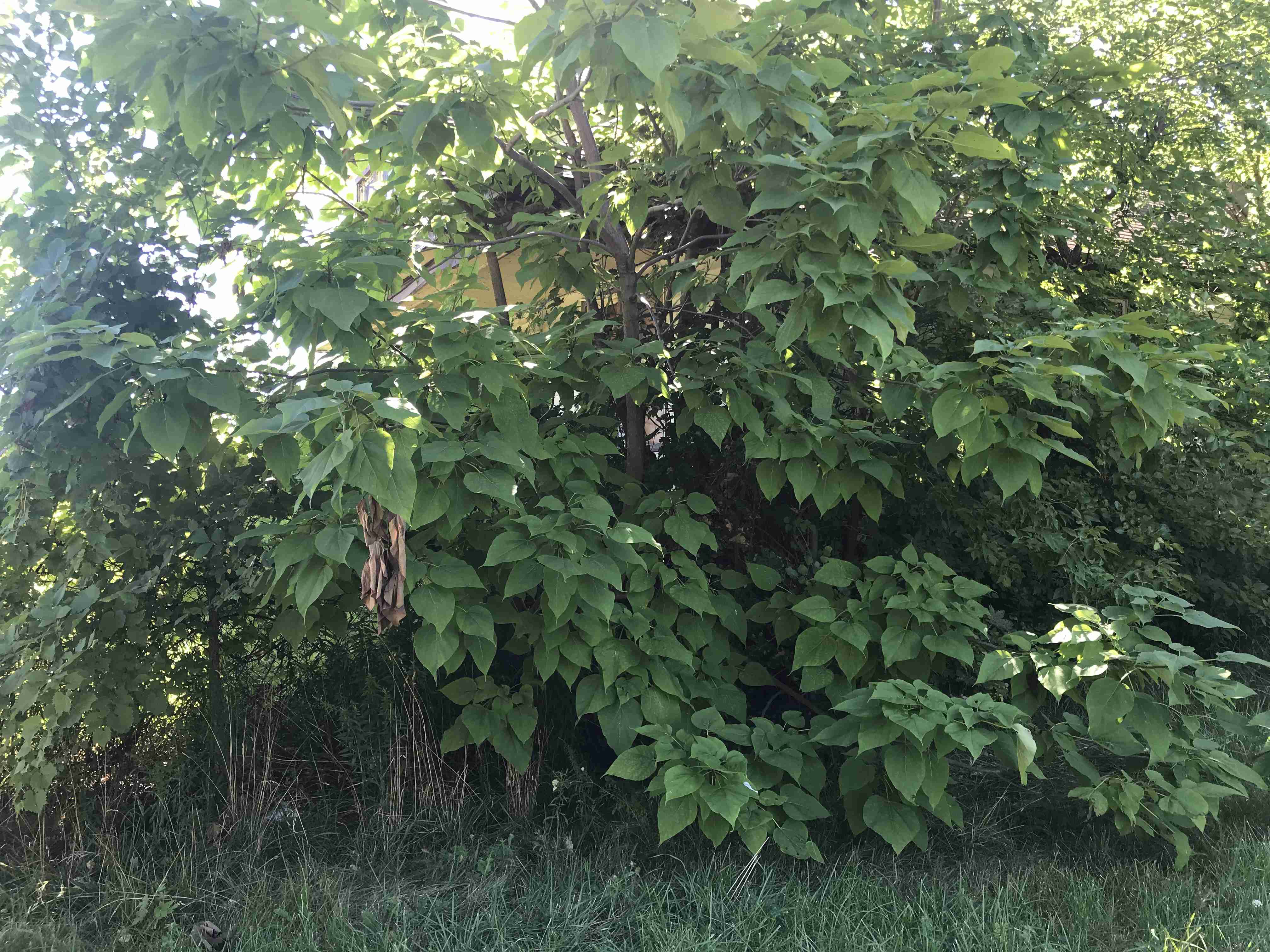 Photo Aug 20, 10 24 07 AM.jpg